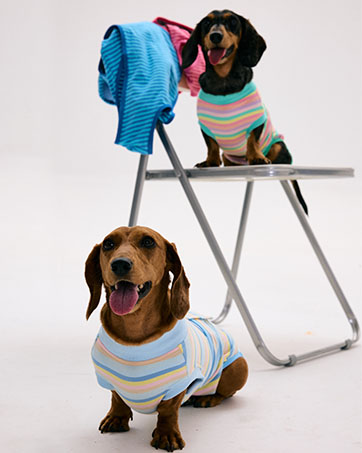 dog post surgery suit